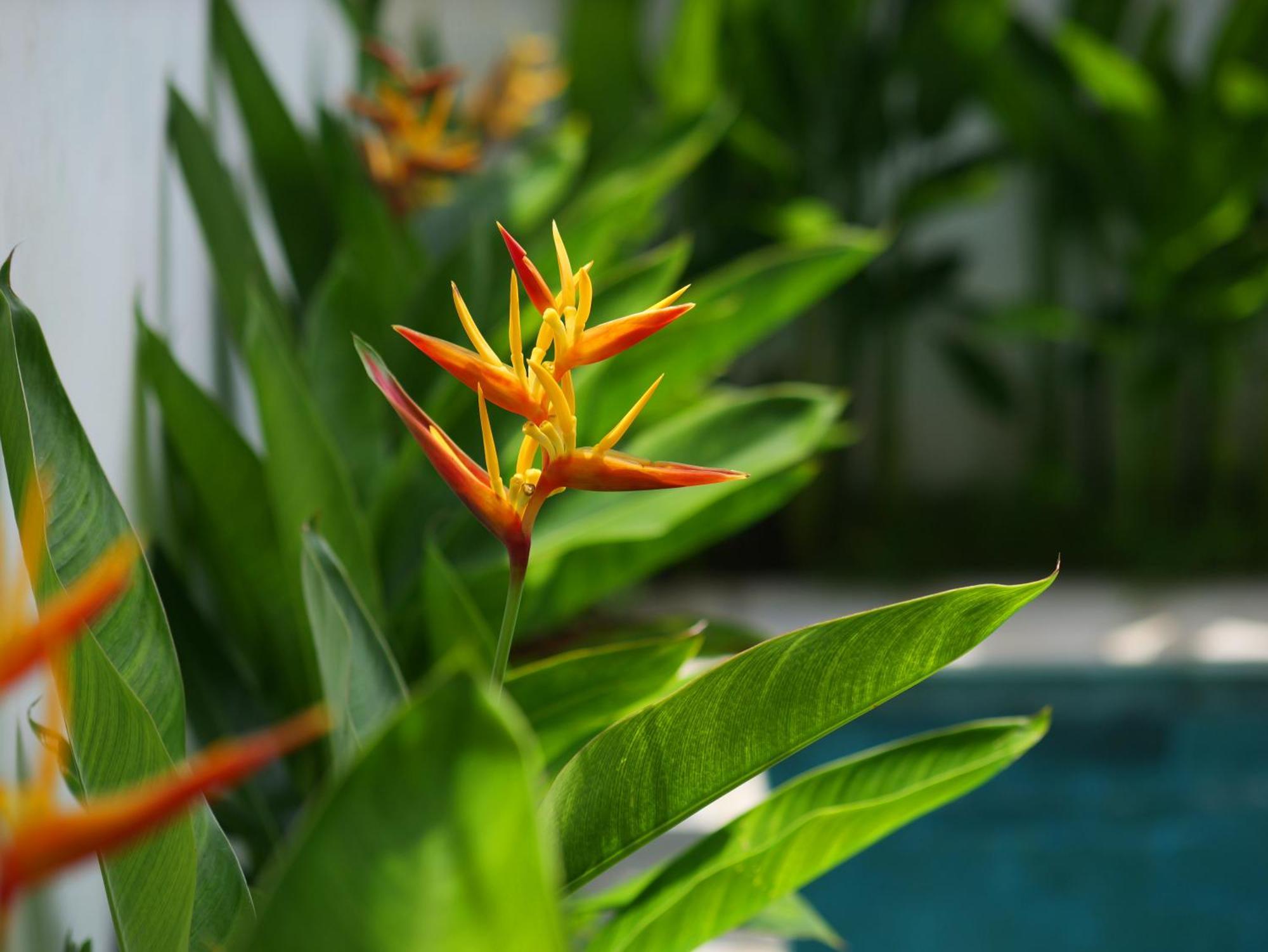 Ken Ken Guest House Seminyak Buitenkant foto